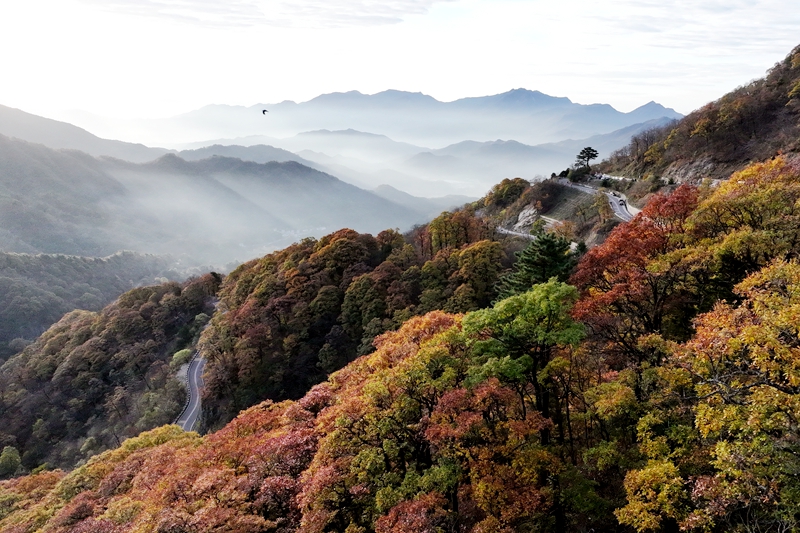 層林染秋意　賞秋正當時